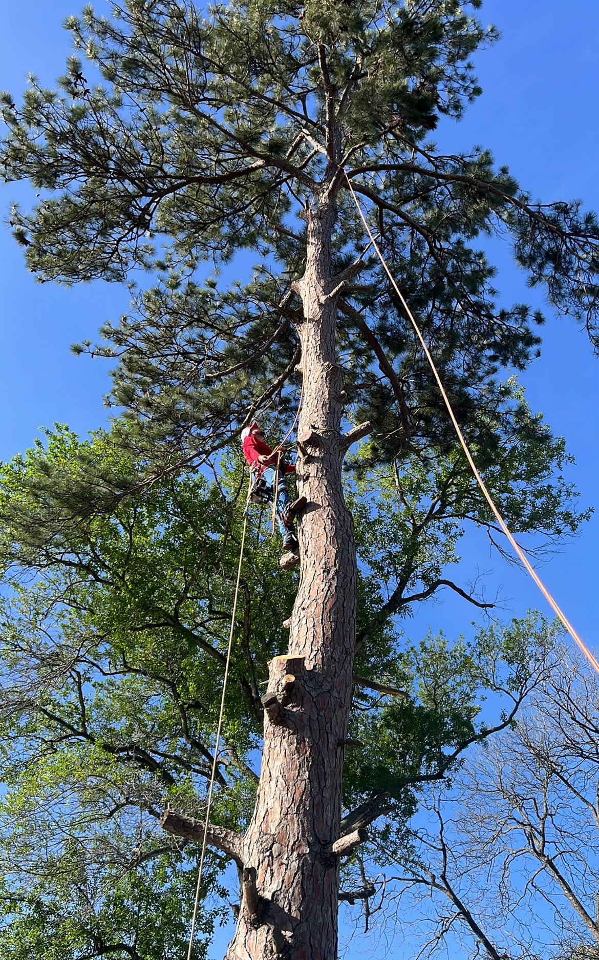 Brazos Valley Tree Services LLC Image